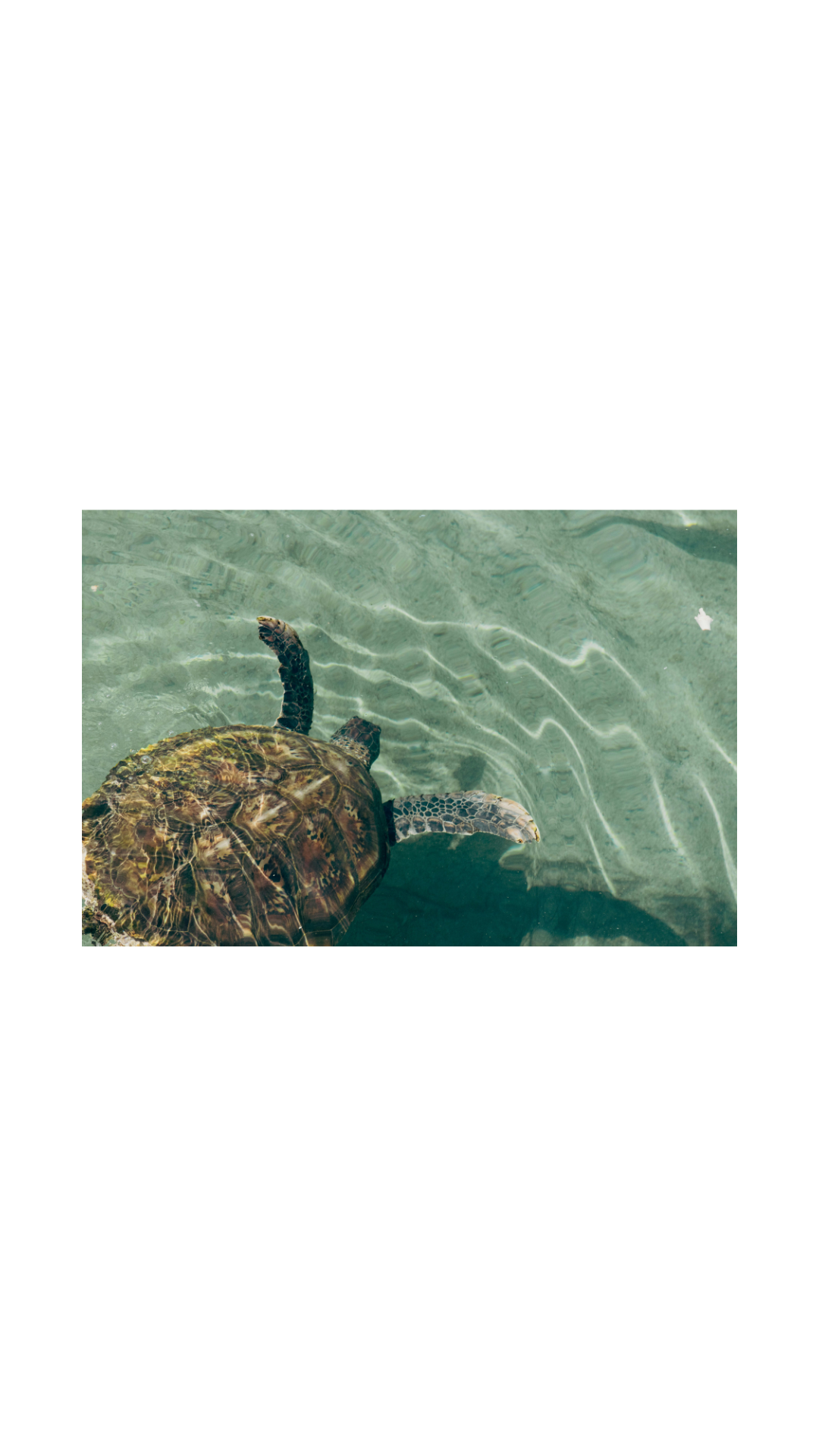 tortue dans eau turquoise